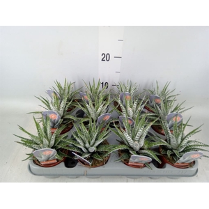 Haworthia fasciala 'Alba'