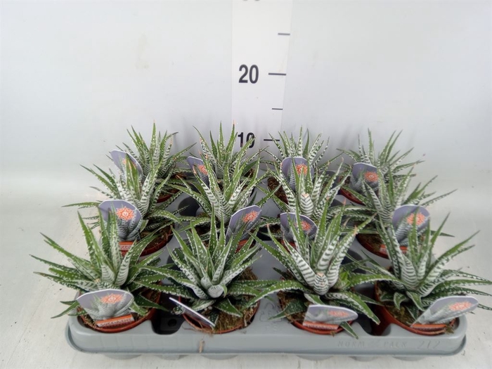 <h4>Haworthia fasciala 'Alba'</h4>