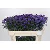 Aster Baby Parade