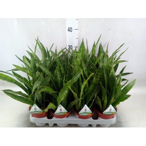 Sansevieria zeylanica 'Greenline'
