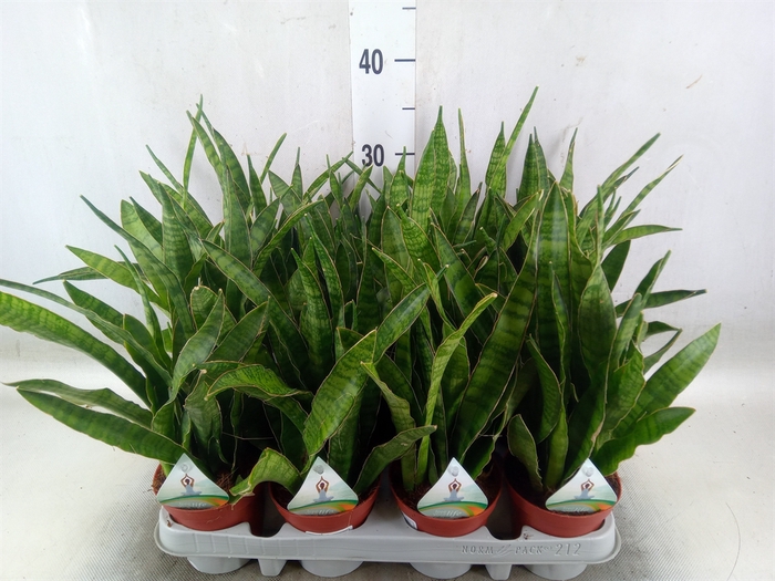 <h4>Sansevieria zeylanica 'Greenline'</h4>