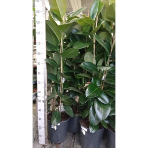 Ficus elastica 'Robusta'