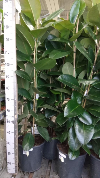 <h4>Ficus elastica 'Robusta'</h4>
