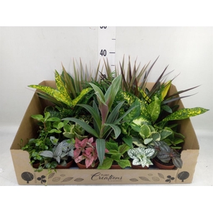 Planten Groen   ...mix 24