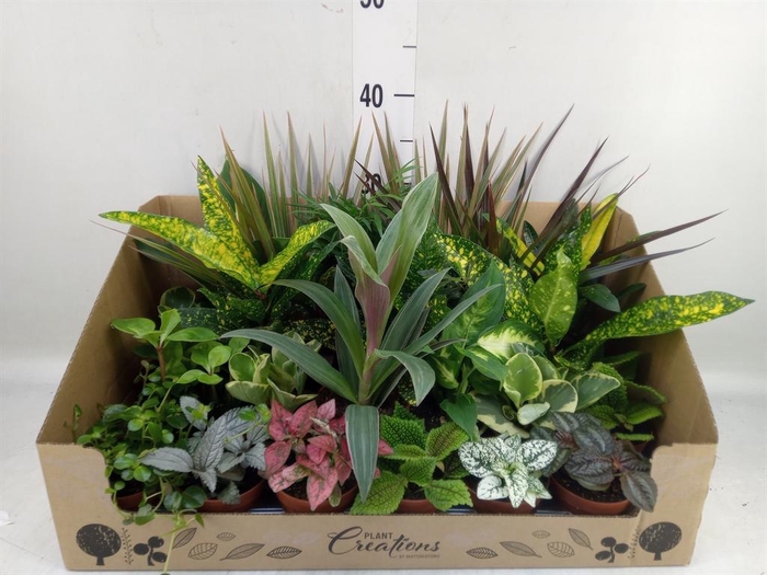 <h4>Planten Groen   ...mix 24</h4>