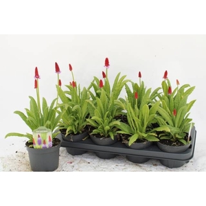 PRIM VIALII