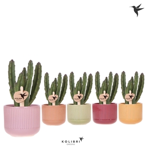 Kolibri Greens Stapelia Leendertziae in Flare pot mix