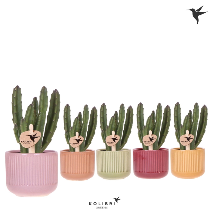 <h4>Kolibri Greens Stapelia Leendertziae in Flare pot mix</h4>