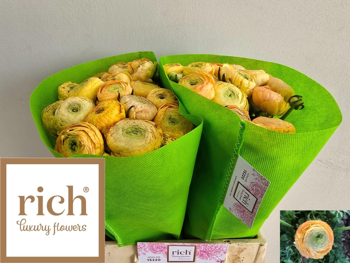 <h4>RAN AAZUR CHAMPAGNE</h4>