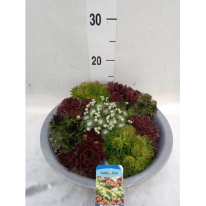 Sempervivum   ...