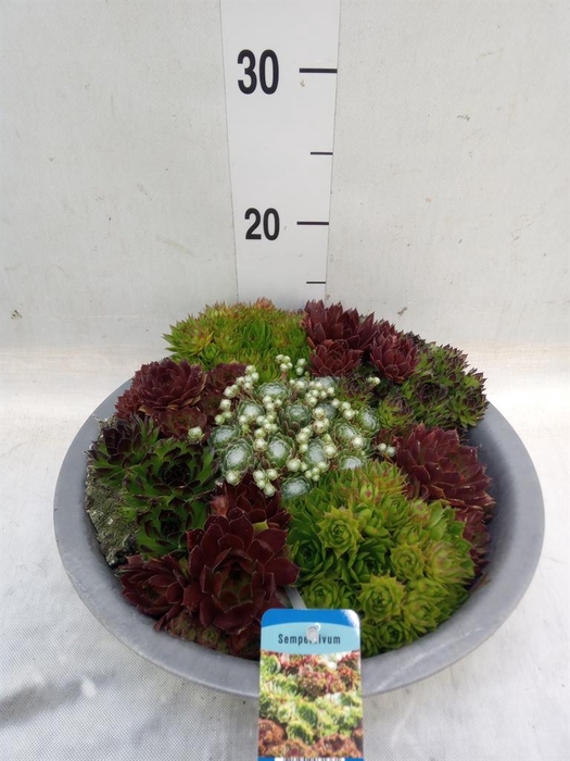 <h4>Sempervivum   ...</h4>