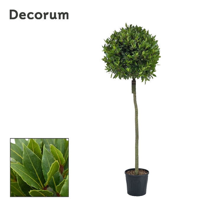 Laurus nobilis Bol op stam