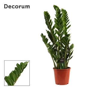 Zamioculcas 21 cm, 6+ veren (Decorum)