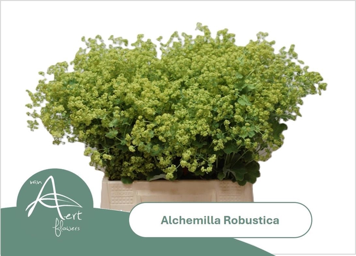 <h4>ALCHEM M ROBUSTICA</h4>