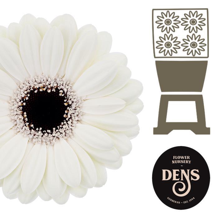 <h4>Germini Olaf Diamond</h4>