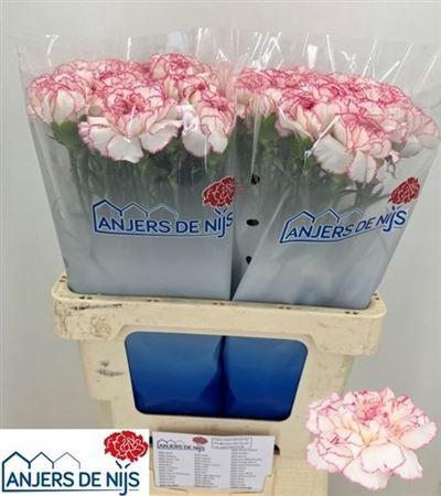 <h4>Di St Pastel Damascu</h4>