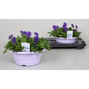 VIO CO P P DEEP BLUE