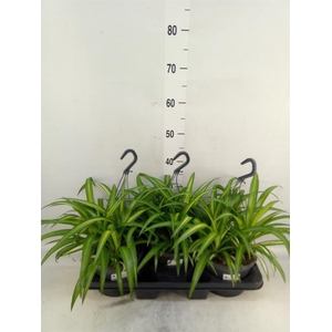 Chlorophytum com. 'Hawaiian Spider'