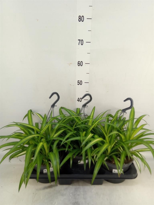 <h4>Chlorophytum com. 'Hawaiian Spider'</h4>