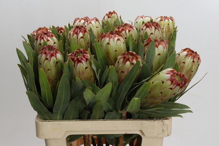 <h4>Protea Aurumn</h4>