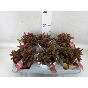 Peperomia graveolens