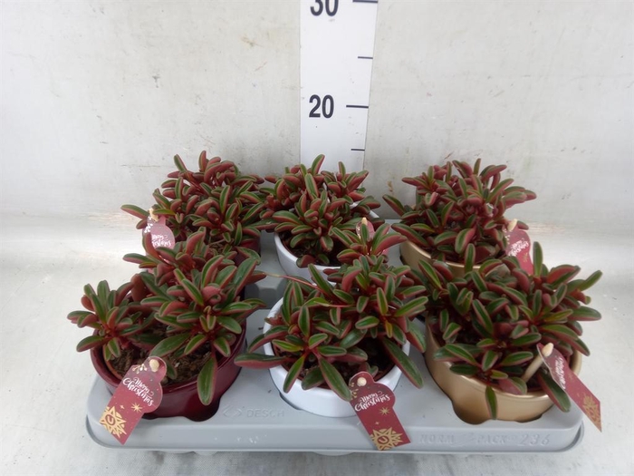 <h4>Peperomia graveolens</h4>