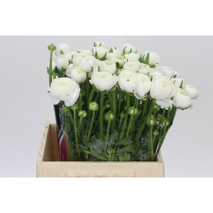 Ranunculus Charm White
