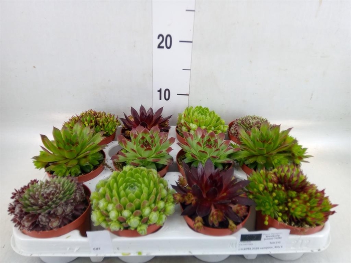 <h4>Sempervivum   ...</h4>