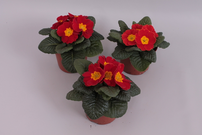 Primula acaulis Red