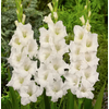 GLADIOLO 090 CM BRANCO