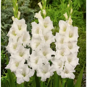 GLADIOLO 090 CM BRANCO
