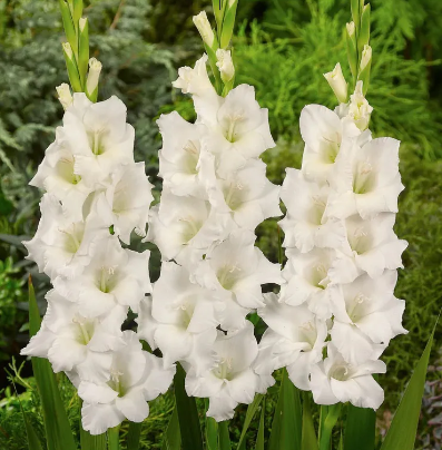 GLADIOLO 090 CM BRANCO