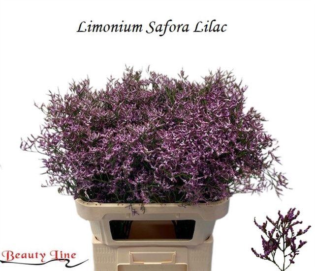 <h4>LIM SAF LILAC</h4>
