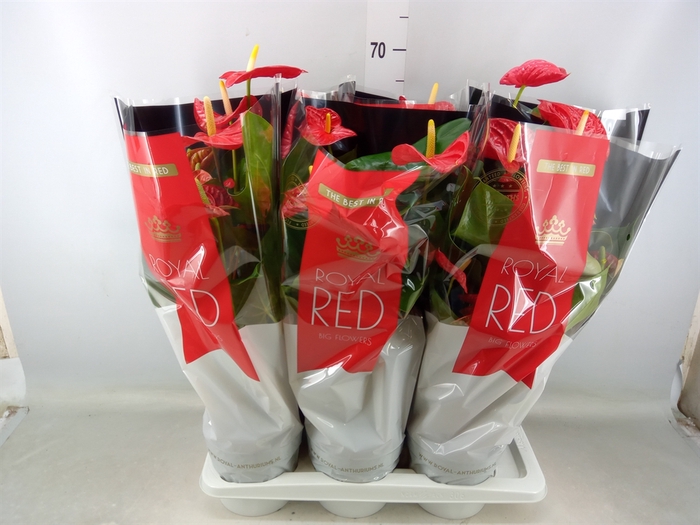 <h4>Anthurium andr. 'Madural'</h4>