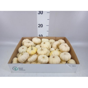 Cucurbita pepo 'Baby Boo'   ../stuk