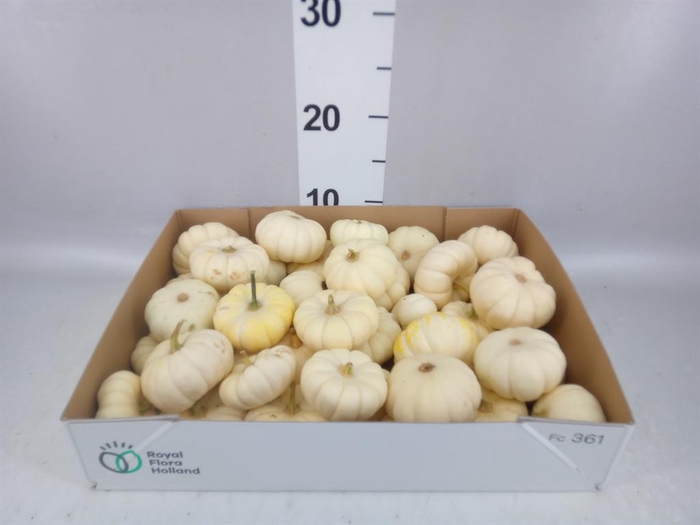 <h4>Cucurbita pepo 'Baby Boo'   ../stuk</h4>