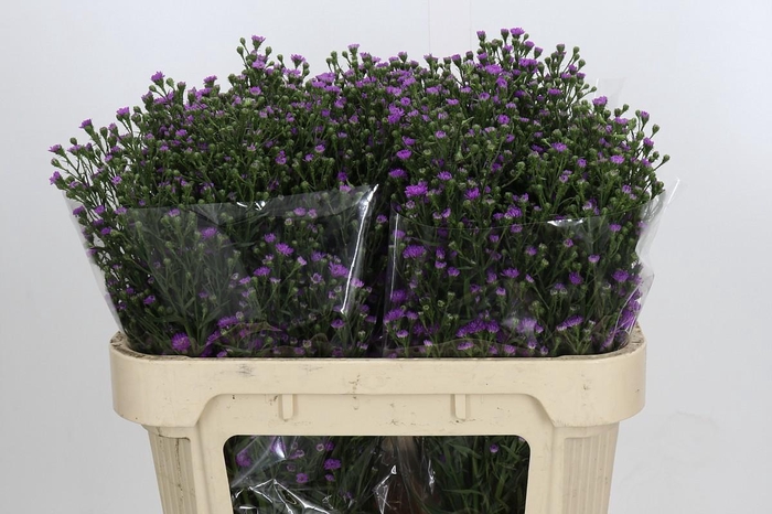 <h4>Aster Baby Pink</h4>