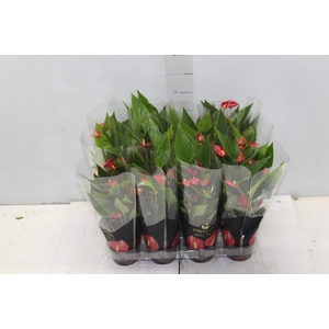 ANTHURIUM MINI MILLION FLOWERS P09