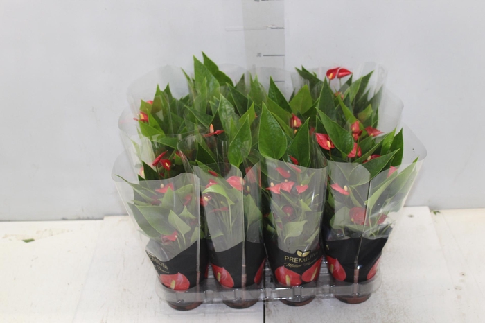 <h4>ANTHURIUM MINI MILLION FLOWERS P09</h4>