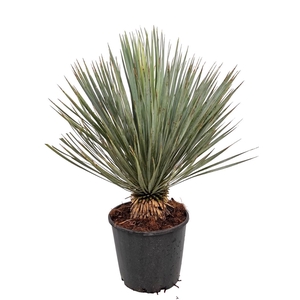 YUC ROSTRATA