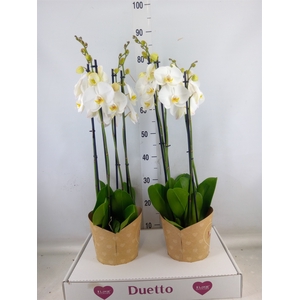 Phalaenopsis  'Ant Oxford'