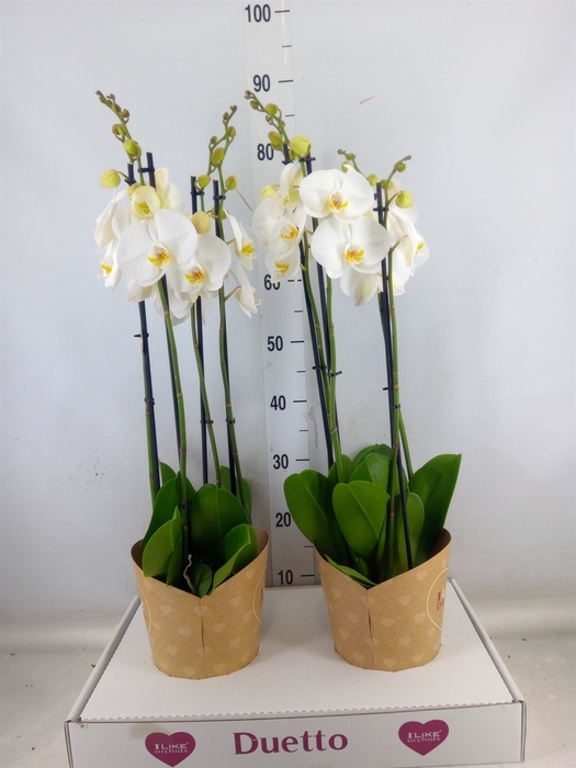 <h4>Phalaenopsis  'Ant Oxford'</h4>