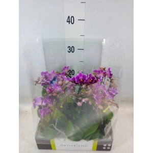 Phalaenopsis multi.   ...lilac