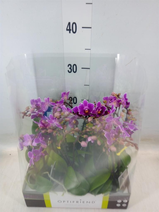 <h4>Phalaenopsis multi.   ...lilac</h4>