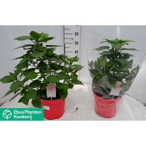 HIBISCUS M LU RED
