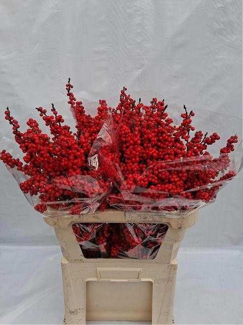 <h4>ILEX VE RODE BES</h4>