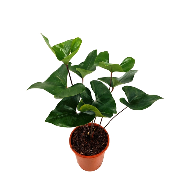 <h4>Anthurium Arrow</h4>