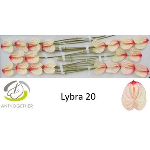 Anthurium Lybra