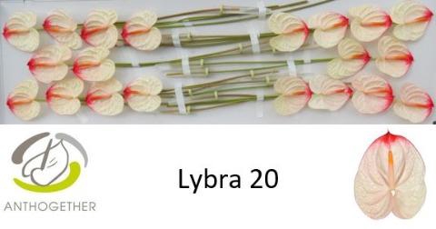 <h4>Anthurium Lybra</h4>