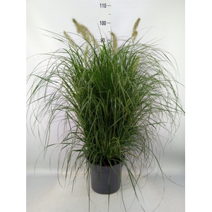 Pennisetum alopec. 'Hameln'